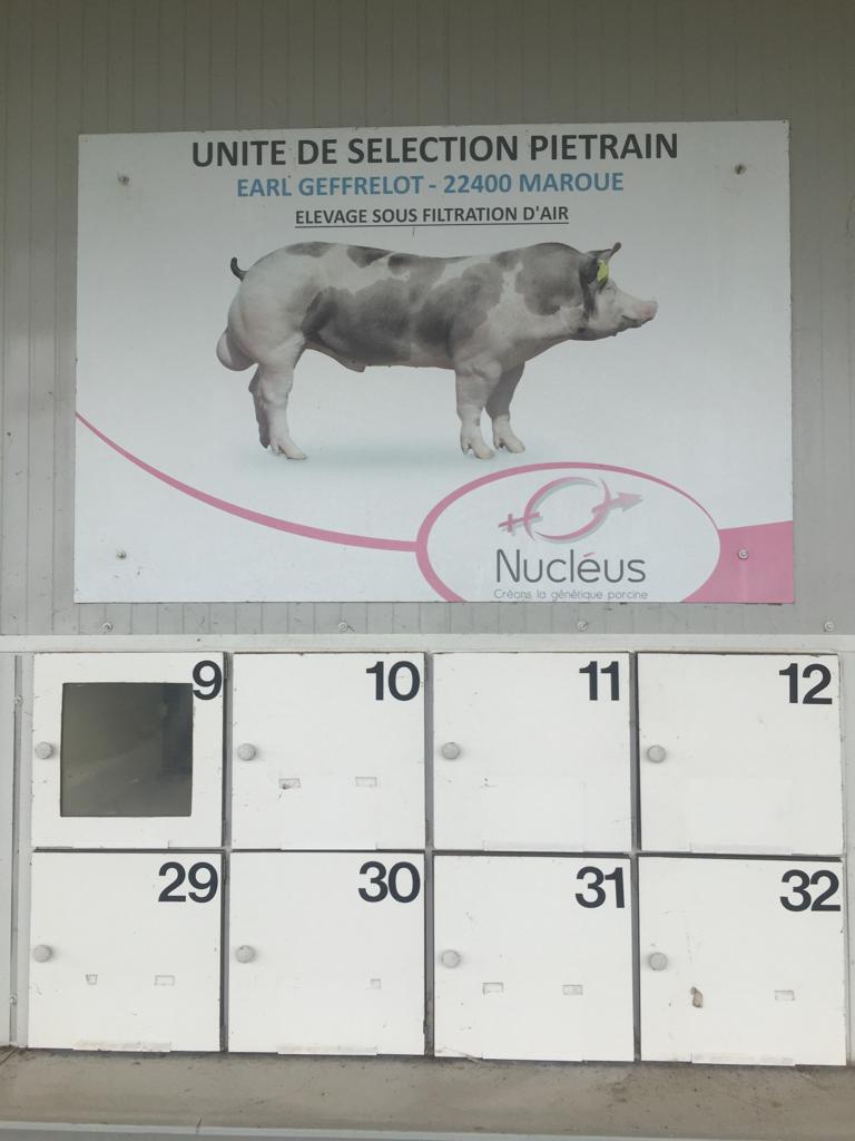Pancarte sur laquelle figure un cochon de race Pietrain promu par Nucleus, une filiale de la Cooperl