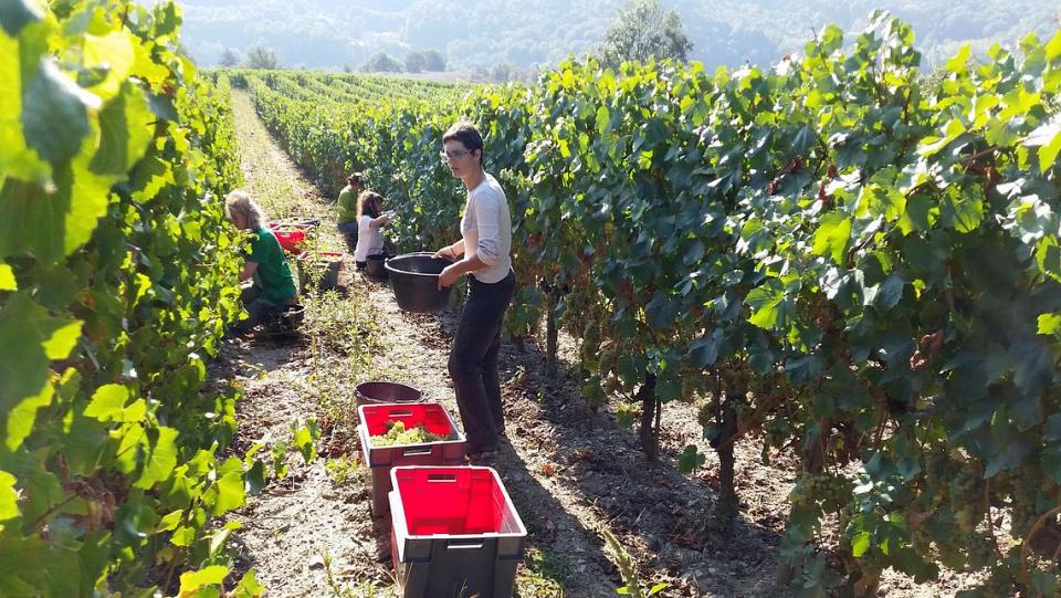 Une vigneronne avec des vendangeurs en train de récolter les raisins de ses plantations.