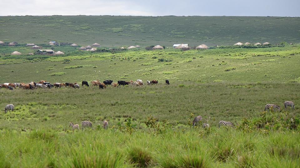 Des zèbres broutent paisiblement à côté des vaches et des habitations des Massaï. Tanzanie, 2022. 