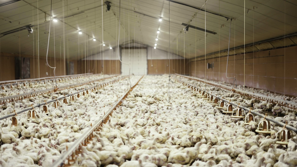 Des poulets sont entassés par milliers dans un bâtiment fermé.